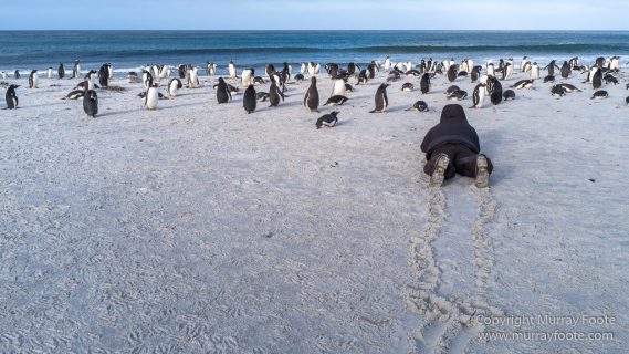 Elephant seals, Falkland Islands, Kelp Geese, Landscape, Nature, Patagonian Crested Duck, Penguins, Photography, Sea Lion Island, seascape, Speckled Teal, Steamer duck, Travel, Wilderness, Wildlife