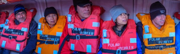 Black-browed albatross, Cape Petrel, Falkland Islands, Giant Petrel, Landscape, Nature, Photography, seascape, Snow Petrel, South Georgia, Travel, Wilderness, Wildlife