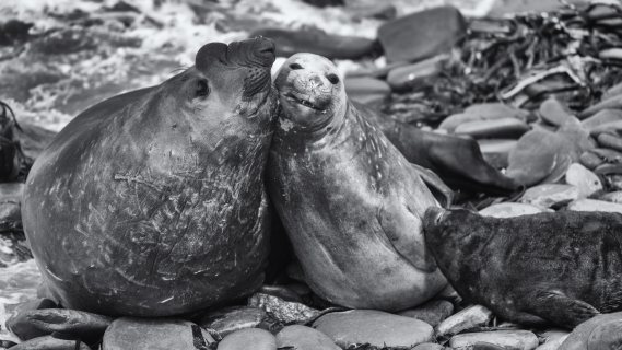 Elephant seals, Falkland Islands, Gentoo Penguins, Kelp Geese, King Cormorant, Landscape, Nature, Photography, Rockhopper Penguins, Sea Lion Island, seascape, Silvery Grebe, Travel, Wilderness, Wildlife