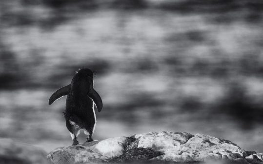 Elephant seals, Falkland Islands, Gentoo Penguins, Kelp Geese, King Cormorant, Landscape, Nature, Photography, Rockhopper Penguins, Sea Lion Island, seascape, Silvery Grebe, Travel, Wilderness, Wildlife