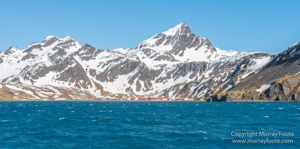 Grytviken, King Penguins, Landscape, Nature, Photography, Rust, seascape, South Georgia, Travel, Whaling, Wilderness, Wildlife