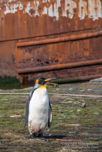 Grytviken, King Penguins, Landscape, Nature, Photography, Rust, seascape, South Georgia, Travel, Whaling, Wilderness, Wildlife