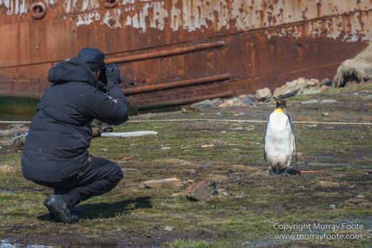 Grytviken, King Penguins, Landscape, Nature, Photography, Rust, seascape, South Georgia, Travel, Whaling, Wilderness, Wildlife