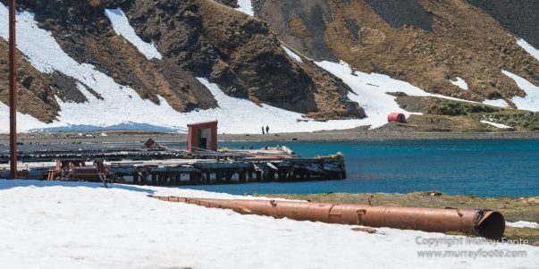Grytviken, King Penguins, Landscape, Nature, Photography, Rust, seascape, South Georgia, Travel, Whaling, Wilderness, Wildlife