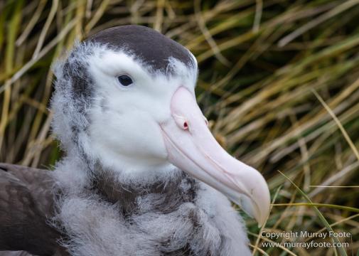 Giant Petrel, Landscape, Nature, Photography, seascape, South Georgia, Travel, Wandering Albatross, Wilderness, Wildlife