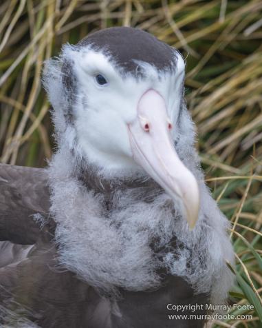 Giant Petrel, Landscape, Nature, Photography, seascape, South Georgia, Travel, Wandering Albatross, Wilderness, Wildlife