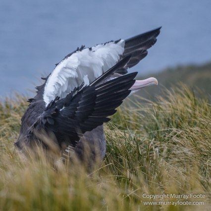 Giant Petrel, Landscape, Nature, Photography, seascape, South Georgia, Travel, Wandering Albatross, Wilderness, Wildlife