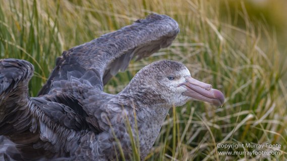 Giant Petrel, Landscape, Nature, Photography, seascape, South Georgia, Travel, Wandering Albatross, Wilderness, Wildlife