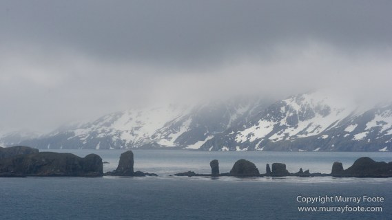 Giant Petrel, Landscape, Nature, Photography, seascape, South Georgia, Travel, Wandering Albatross, Wilderness, Wildlife