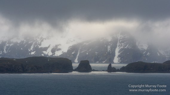 Giant Petrel, Landscape, Nature, Photography, seascape, South Georgia, Travel, Wandering Albatross, Wilderness, Wildlife