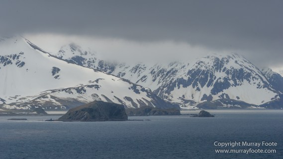 Giant Petrel, Landscape, Nature, Photography, seascape, South Georgia, Travel, Wandering Albatross, Wilderness, Wildlife