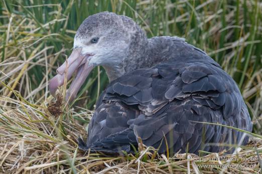 Giant Petrel, Landscape, Nature, Photography, seascape, South Georgia, Travel, Wandering Albatross, Wilderness, Wildlife