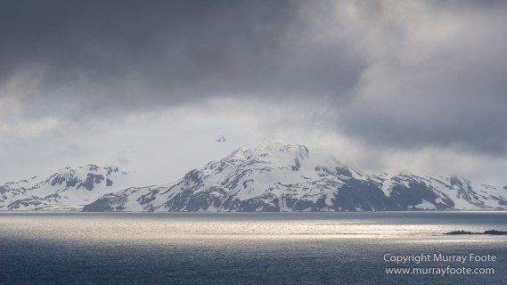 Giant Petrel, Landscape, Nature, Photography, seascape, South Georgia, Travel, Wandering Albatross, Wilderness, Wildlife