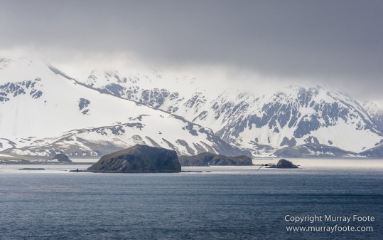 Giant Petrel, Landscape, Nature, Photography, seascape, South Georgia, Travel, Wandering Albatross, Wilderness, Wildlife