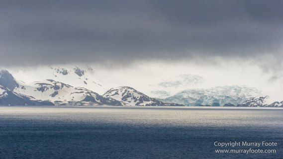 Giant Petrel, Landscape, Nature, Photography, seascape, South Georgia, Travel, Wandering Albatross, Wilderness, Wildlife