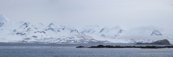 Giant Petrel, Landscape, Nature, Photography, seascape, South Georgia, Travel, Wandering Albatross, Wilderness, Wildlife