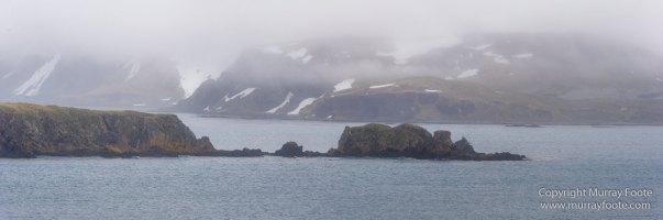 Giant Petrel, Landscape, Nature, Photography, seascape, South Georgia, Travel, Wandering Albatross, Wilderness, Wildlife