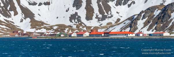 Grytviken, King Penguins, Landscape, Nature, Photography, Rust, seascape, South Georgia, Travel, Whaling, Wilderness, Wildlife