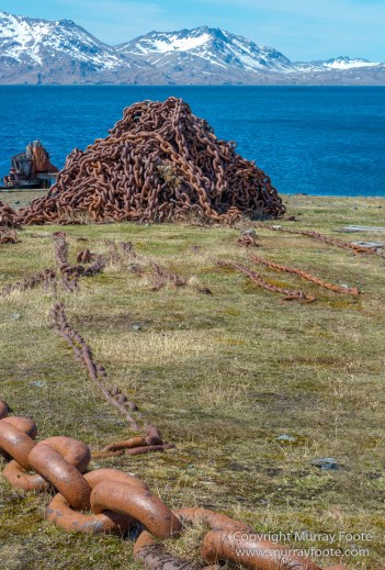 Grytviken, King Penguins, Landscape, Nature, Photography, Rust, seascape, South Georgia, Travel, Whaling, Wilderness, Wildlife