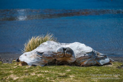 Grytviken, King Penguins, Landscape, Nature, Photography, Rust, seascape, South Georgia, Travel, Whaling, Wilderness, Wildlife