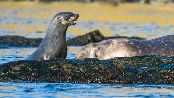 Fur seal, Gentoo Penguins, Icebergs, Landscape, Nature, Photography, seascape, South Georgia, South Georgia Cormorant, Travel, Wilderness, Wildlife