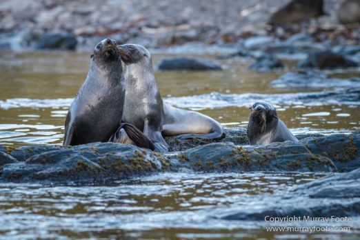 Fur seal, Gentoo Penguins, Icebergs, Landscape, Nature, Photography, seascape, South Georgia, South Georgia Cormorant, Travel, Wilderness, Wildlife