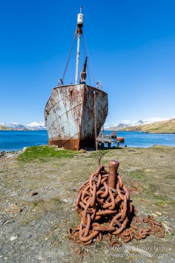 Grytviken, King Penguins, Landscape, Nature, Photography, Rust, seascape, South Georgia, Travel, Whaling, Wilderness, Wildlife