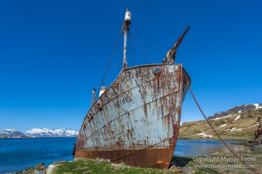 Grytviken, King Penguins, Landscape, Nature, Photography, Rust, seascape, South Georgia, Travel, Whaling, Wilderness, Wildlife