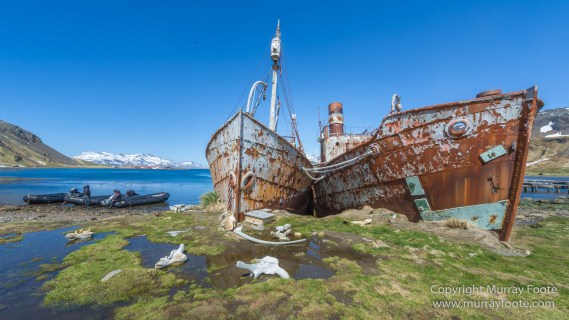 Grytviken, King Penguins, Landscape, Nature, Photography, Rust, seascape, South Georgia, Travel, Whaling, Wilderness, Wildlife