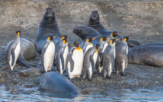 Elephant seals, King Penguins, Landscape, Nature, Photography, Snowy sheathbill, South Georgia, Travel, Wilderness, Wildlife