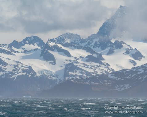 Fur seal, King Penguins, Landscape, Nature, Photography, seascape, South Georgia, Travel, Wilderness, Wildlife