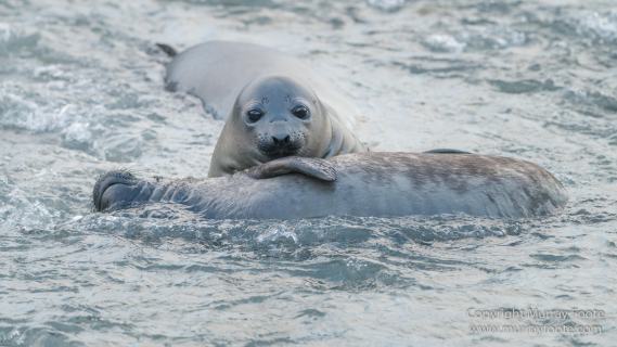 Fur seal, King Penguins, Landscape, Nature, Photography, seascape, South Georgia, Travel, Wilderness, Wildlife