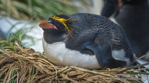 Chinstrap penguins, Landscape, Macaroni Penguins, Nature, Photography, seascape, South Georgia, South Georgia Cormorant, Travel, Wilderness, Wildlife