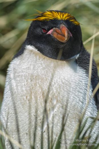 Chinstrap penguins, Landscape, Macaroni Penguins, Nature, Photography, seascape, South Georgia, South Georgia Cormorant, Travel, Wilderness, Wildlife