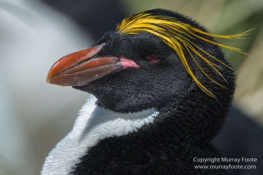 Chinstrap penguins, Landscape, Macaroni Penguins, Nature, Photography, seascape, South Georgia, South Georgia Cormorant, Travel, Wilderness, Wildlife