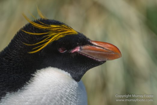 Chinstrap penguins, Landscape, Macaroni Penguins, Nature, Photography, seascape, South Georgia, South Georgia Cormorant, Travel, Wilderness, Wildlife