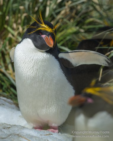 Chinstrap penguins, Landscape, Macaroni Penguins, Nature, Photography, seascape, South Georgia, South Georgia Cormorant, Travel, Wilderness, Wildlife
