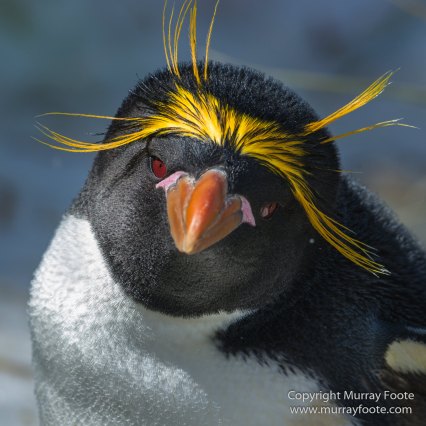 Chinstrap penguins, Landscape, Macaroni Penguins, Nature, Photography, seascape, South Georgia, South Georgia Cormorant, Travel, Wilderness, Wildlife