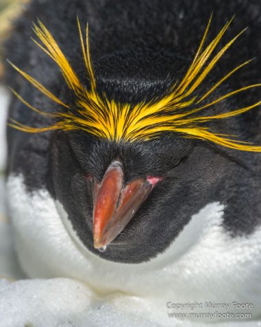 Chinstrap penguins, Landscape, Macaroni Penguins, Nature, Photography, seascape, South Georgia, South Georgia Cormorant, Travel, Wilderness, Wildlife
