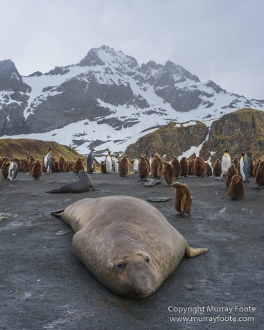 Elephant seals, Giant Petrel, King Penguins, Landscape, Nature, Photography, seascape, South Georgia, Travel, Wilderness, Wildlife