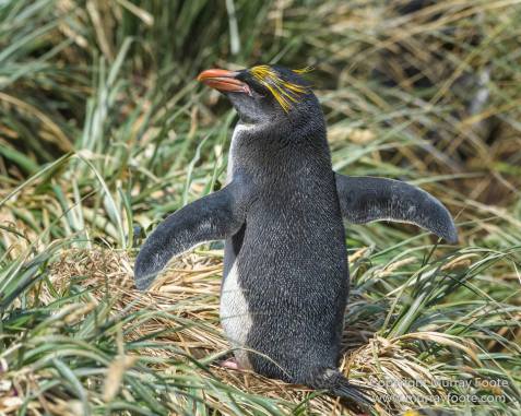 Chinstrap penguins, Landscape, Macaroni Penguins, Nature, Photography, seascape, South Georgia, South Georgia Cormorant, Travel, Wilderness, Wildlife