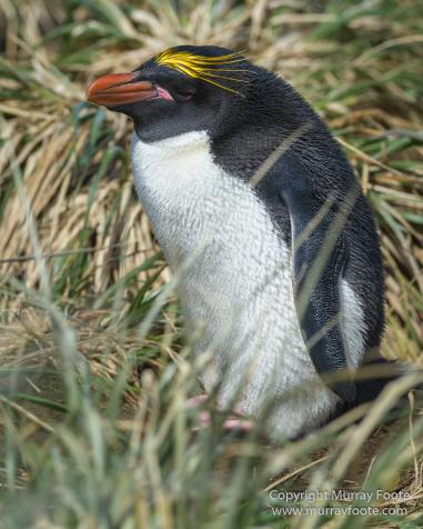 Chinstrap penguins, Landscape, Macaroni Penguins, Nature, Photography, seascape, South Georgia, South Georgia Cormorant, Travel, Wilderness, Wildlife
