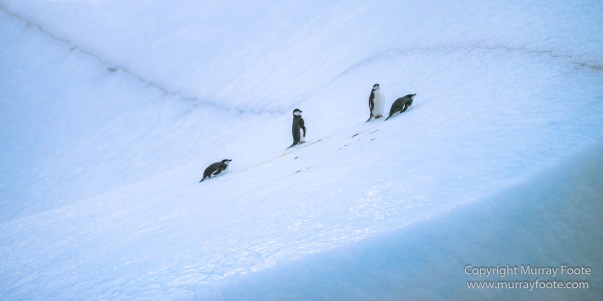 Cape Petrel, Chinstrap penguins, Drygalski Fjord, Icebergs, Landscape, Nature, Photography, seascape, Snow Petrel, South Georgia, Travel, Wilderness, Wildlife