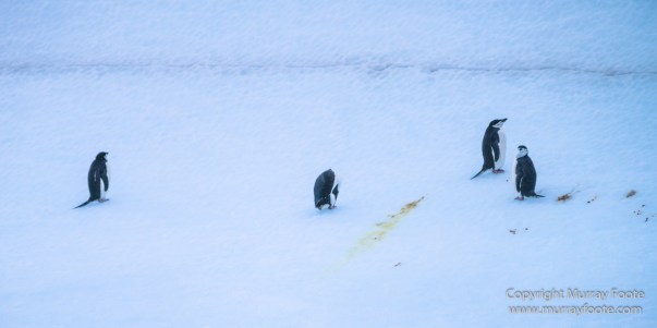 Cape Petrel, Chinstrap penguins, Drygalski Fjord, Icebergs, Landscape, Nature, Photography, seascape, Snow Petrel, South Georgia, Travel, Wilderness, Wildlife