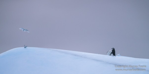 Cape Petrel, Chinstrap penguins, Drygalski Fjord, Icebergs, Landscape, Nature, Photography, seascape, Snow Petrel, South Georgia, Travel, Wilderness, Wildlife