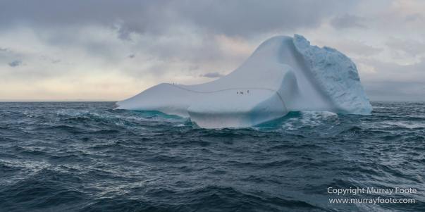Cape Petrel, Chinstrap penguins, Drygalski Fjord, Icebergs, Landscape, Nature, Photography, seascape, Snow Petrel, South Georgia, Travel, Wilderness, Wildlife