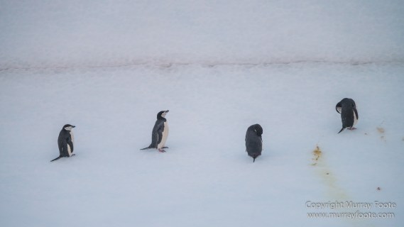Cape Petrel, Chinstrap penguins, Drygalski Fjord, Icebergs, Landscape, Nature, Photography, seascape, Snow Petrel, South Georgia, Travel, Wilderness, Wildlife