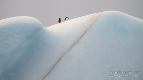 Cape Petrel, Chinstrap penguins, Drygalski Fjord, Icebergs, Landscape, Nature, Photography, seascape, Snow Petrel, South Georgia, Travel, Wilderness, Wildlife