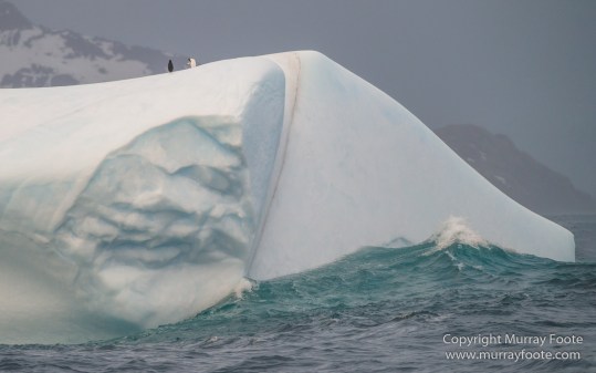Cape Petrel, Chinstrap penguins, Drygalski Fjord, Icebergs, Landscape, Nature, Photography, seascape, Snow Petrel, South Georgia, Travel, Wilderness, Wildlife