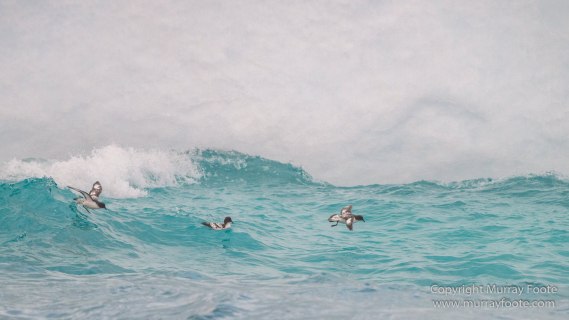 Cape Petrel, Chinstrap penguins, Drygalski Fjord, Icebergs, Landscape, Nature, Photography, seascape, Snow Petrel, South Georgia, Travel, Wilderness, Wildlife